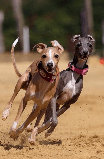 Carreras galgos virtuales